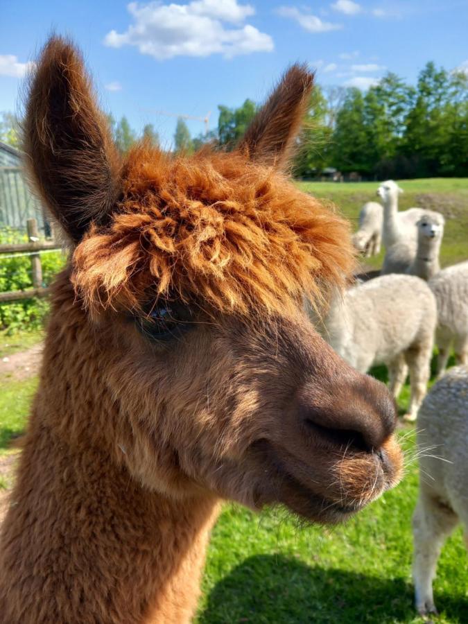 Apartment Slapen Bij Alpacas Beerse