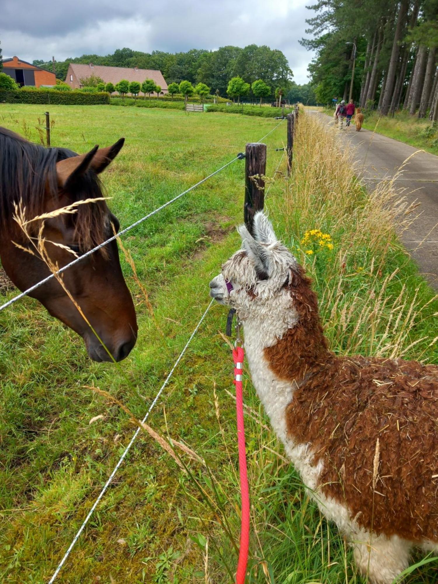 Slapen Bij Alpacas * Beerse